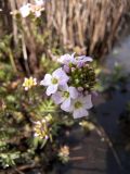 Cardamine uliginosa