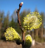 Salix caprea. Верхушка побега с мужскими соцветиями. Ленинградская обл., Кингисеппский р-н, р. Хаболовка. 26.04.2009.