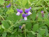 Lathyrus japonicus. Соцветие и листья. Хабаровский край, Ванинский р-н, песчаный пляж в бух. Сизиман. 03.07.2010.