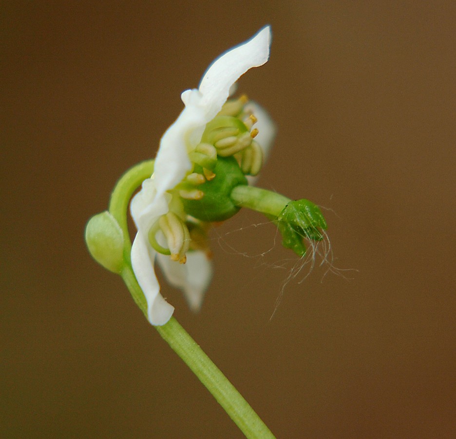 Изображение особи Moneses uniflora.