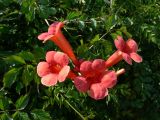 Campsis radicans. Цветки и листья. Польша, Мазовецкое воеводство, Западноваршавский повят, гмина Блоне, сельский округ Брамки, корчма под Фазанами. 05.07.2012.