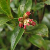 Sarcococca hookeriana var. digyna