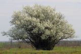 Prunus cerasifera. Цветущее растение. Ростовская обл., Неклиновский р-н, Николаевское с/п, балка. 20.04.2013.