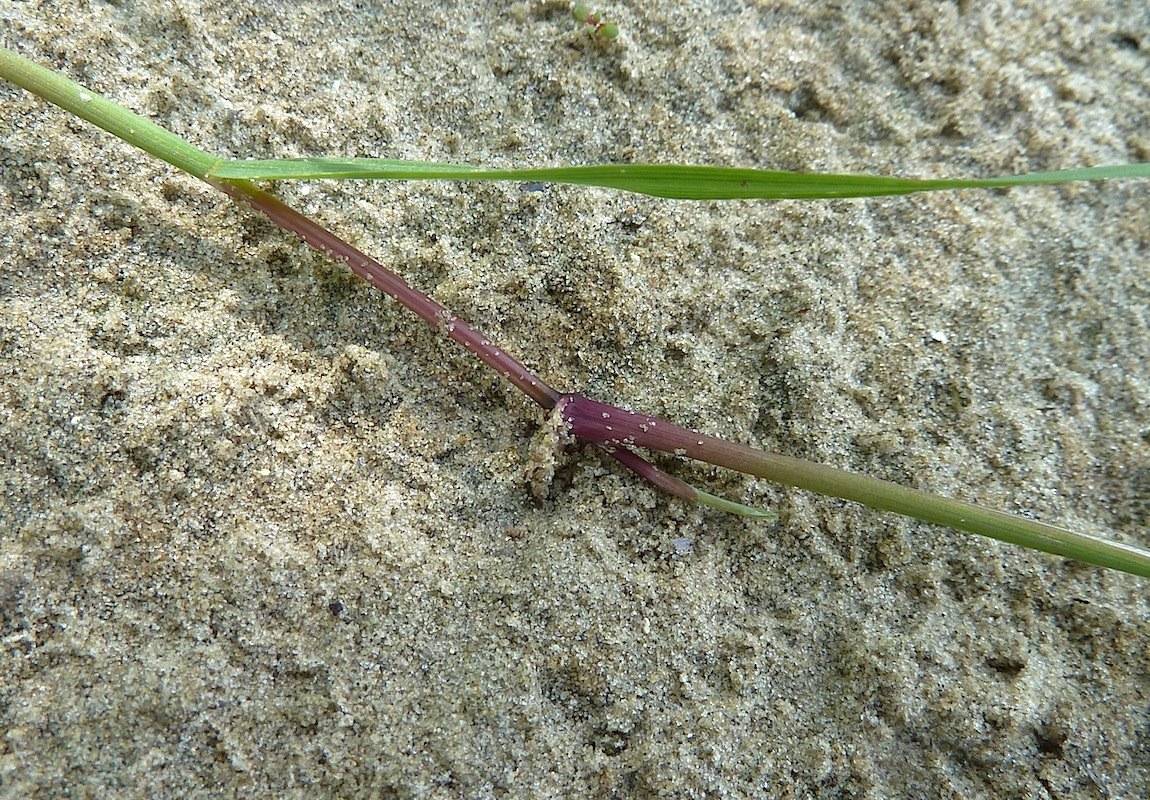 Изображение особи Agrostis stolonifera.