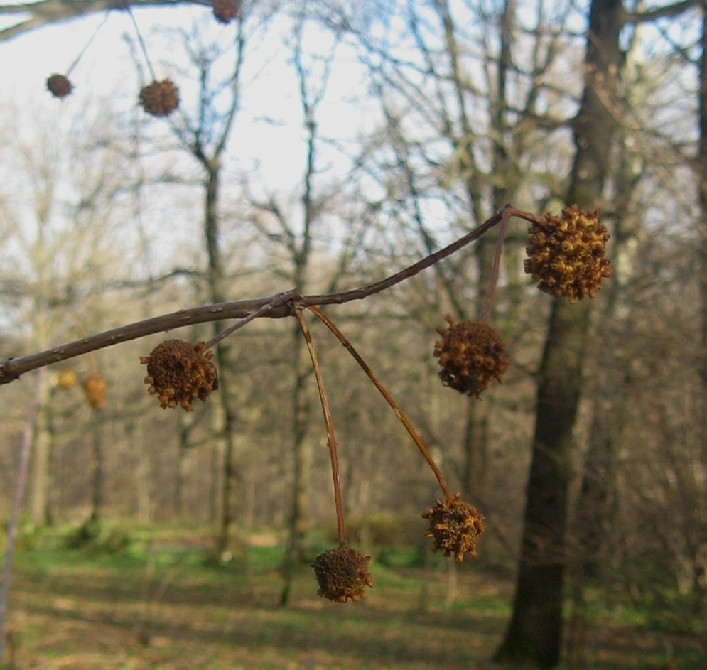 Изображение особи Cephalanthus occidentalis.