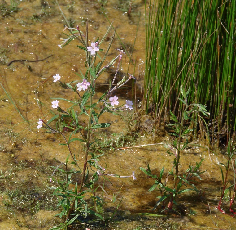 Изображение особи Epilobium palustre.