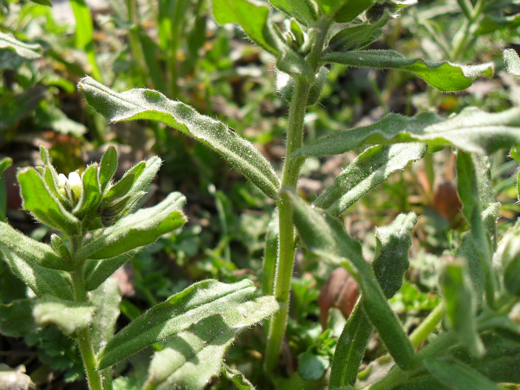 Изображение особи Buglossoides rochelii.