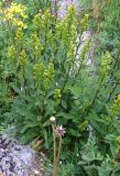 Solidago virgaurea ssp. lapponica