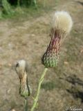 Cirsium incanum