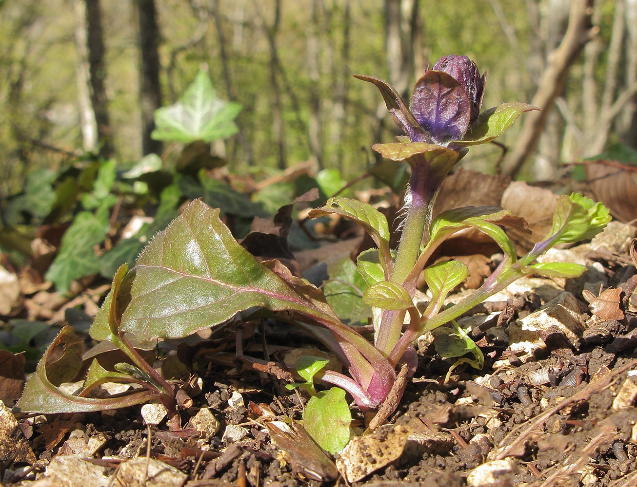 Изображение особи Ajuga reptans.