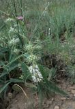 Phlomis cancellata