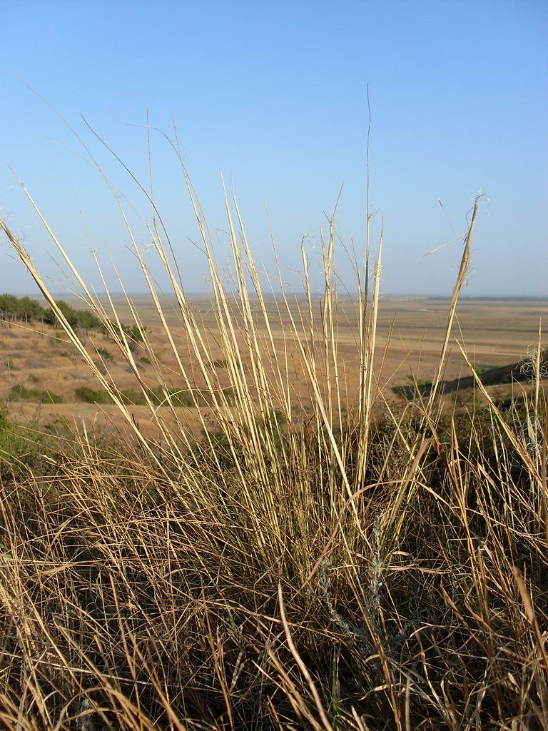 Изображение особи Stipa capillata.