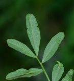 Hippocrepis multisiliquosa. Верхняя часть листа (вид с обратной стороны). Израиль, Шарон, пос. Кфар Шмариягу, заповедник. 15.03.2015.