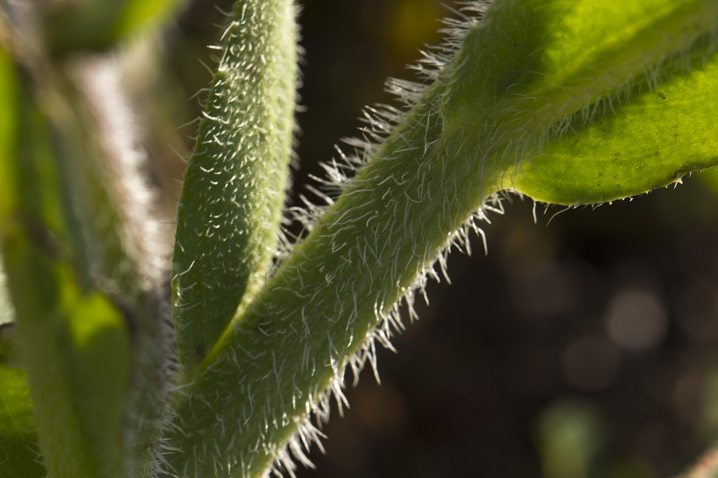 Изображение особи Anchusa azurea.