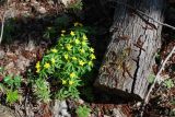 Anemone ranunculoides