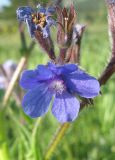 Anchusa azurea. Цветок. Крым, Карадагский заповедник, пожарная тропа, поляна в дубовом редколесье. 14 мая 2015 г.