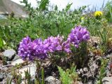 Oxytropis humifusa. Соцветия. Кыргызстан, Чуйская обл., Панфиловский р-н, вост. часть Таласского Алатау, истоки р. Суусамыр под пер. Алабель, 2800 м н.у м. 2 июня 2016 г.