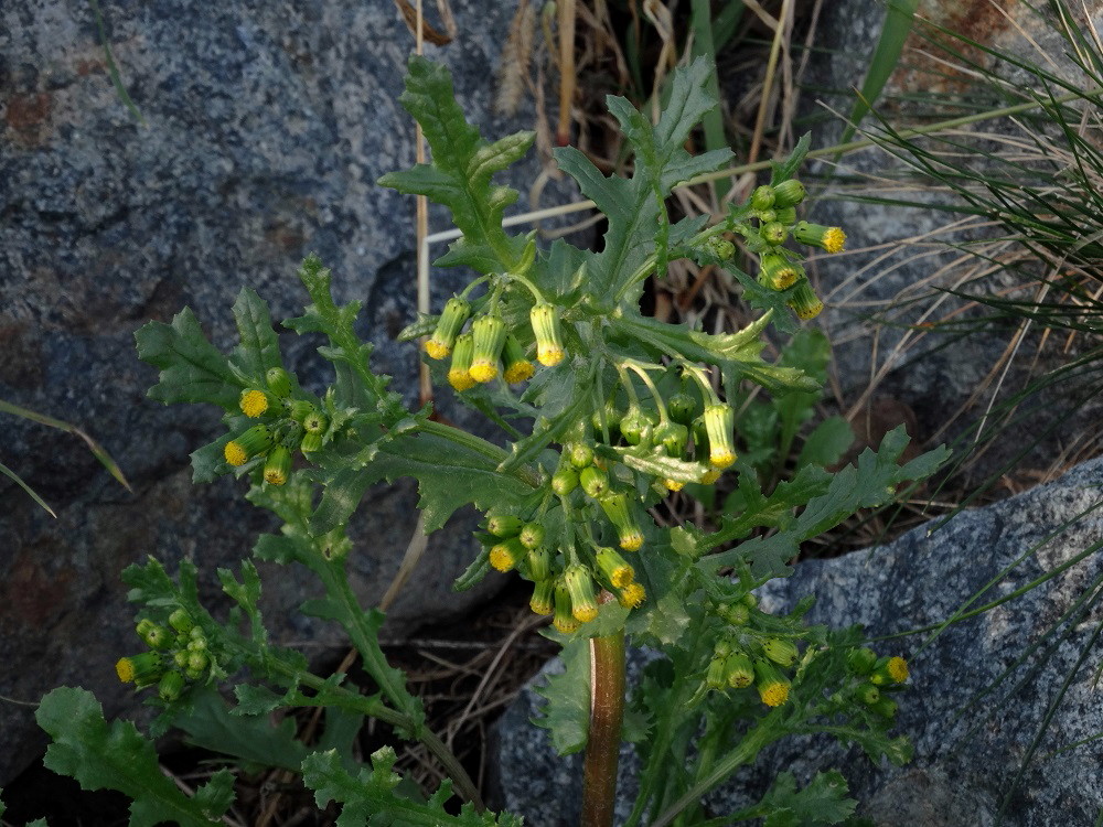 Изображение особи Senecio vulgaris.