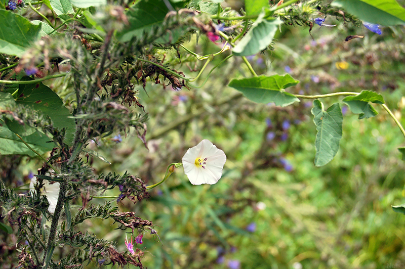 Изображение особи Convolvulus arvensis.