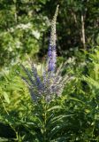 Veronicastrum sibiricum