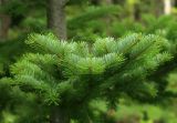 Abies sachalinensis. Верхняя часть ветви. Сахалинская обл., Томаринский р-н, окр. г. Томари, нижний облесённый склон сопки западной экспозиции. 16.08.2016.