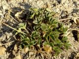 Potentilla fragiformis