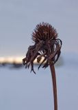 Echinacea purpurea. Прошлогоднее соплодие. Средний Урал, Пермский край, г. Юго-Камск, частное подворье. 5 февраля 2017 г.