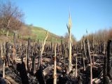 Phragmites altissimus