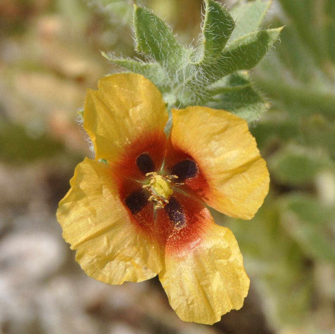 Изображение особи Glaucium corniculatum.