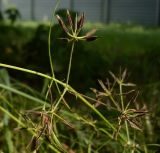 Anthriscus cerefolium. Соплодия. Ростовская обл., Азовский р-н, с. Кугей, в саду под деревьями. 15.06.2017.