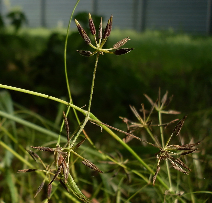 Изображение особи Anthriscus cerefolium.