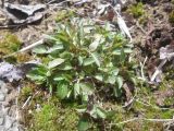 Campanula rotundifolia