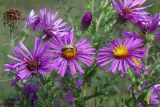 Symphyotrichum novae-angliae