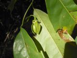 Artabotrys hexapetalus. Цветок и листья. Австралия, г. Брисбен, ботанический сад. 29.12.2017.