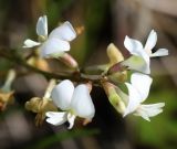 Astragalus silvisteppaceus