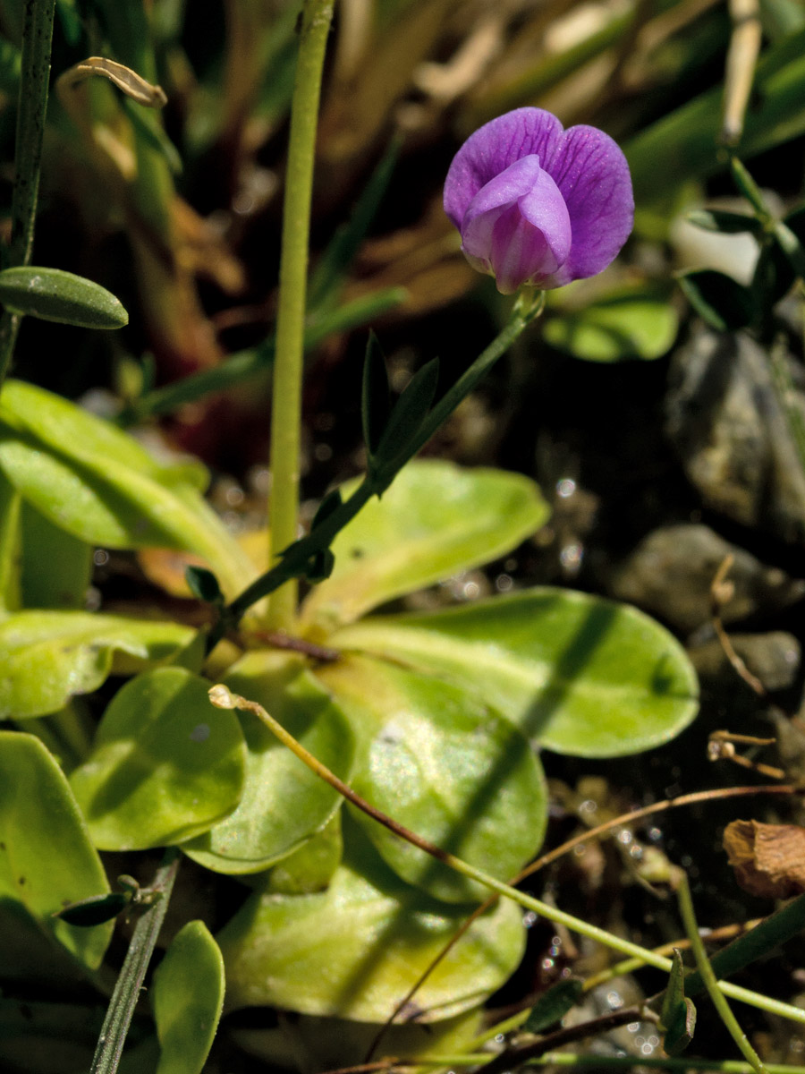 Изображение особи Lathyrus neurolobus.