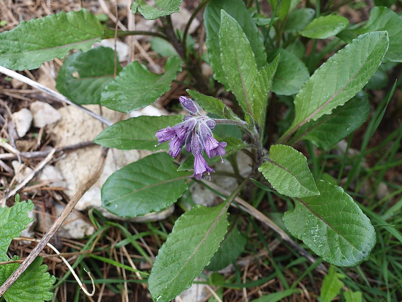 Изображение особи Physochlaina orientalis.