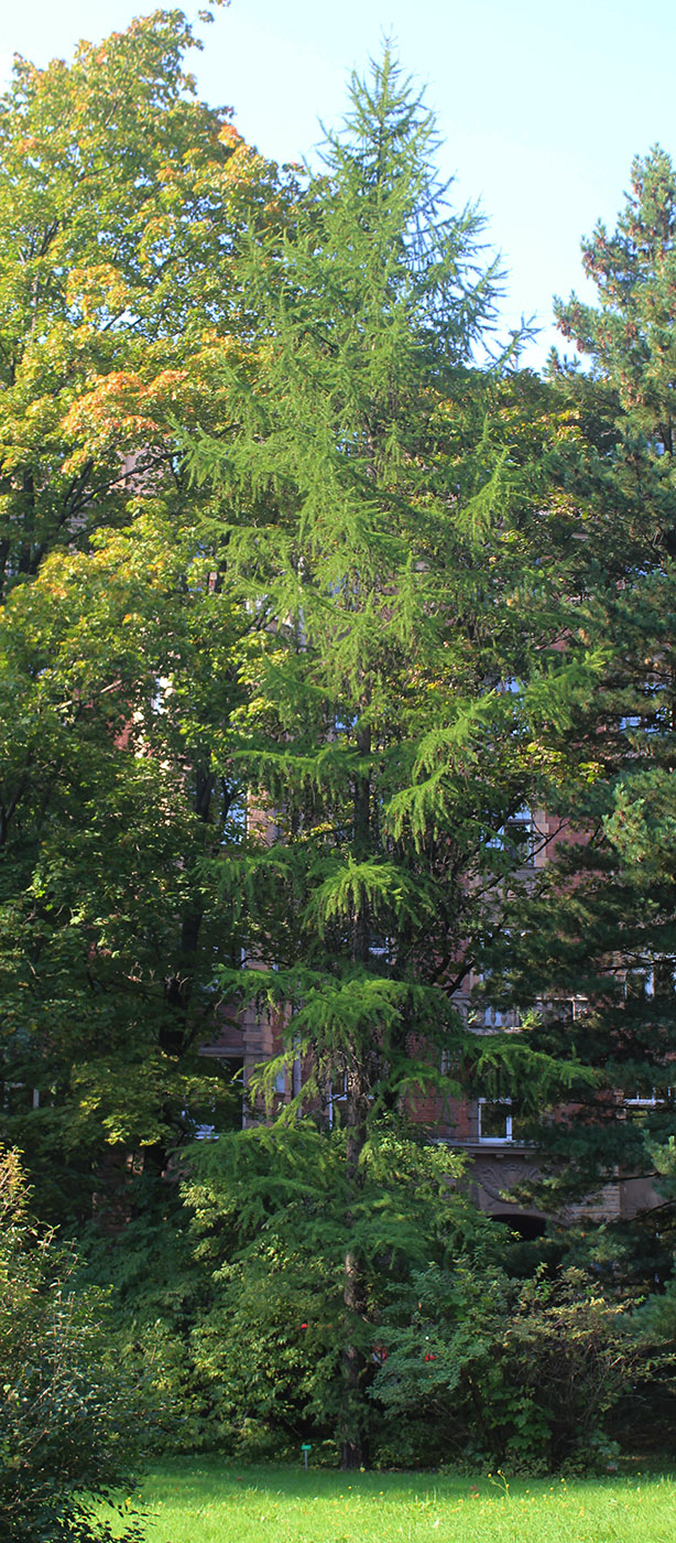 Изображение особи Larix occidentalis.