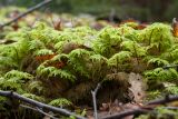 Hylocomium splendens. Вегетирующие растения. Санкт-Петербург, Ломоносовский р-н; побережье Финского залива, мыс Серая Лошадь, мелколиственно-еловый лес, на заброшенных железобетонных конструкциях. 04.11.2018.