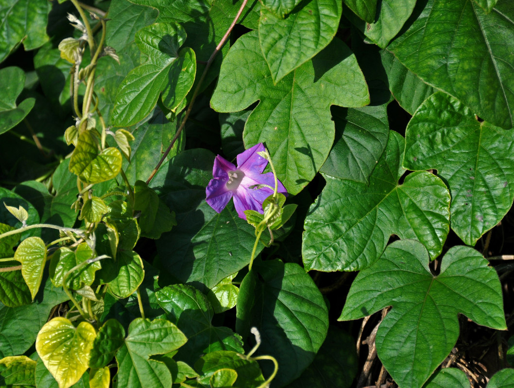 Изображение особи Ipomoea indica.