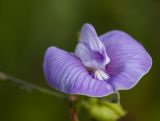 Clitoria macrophylla