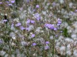 Lactuca tatarica