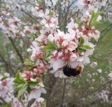 Cerasus tomentosa