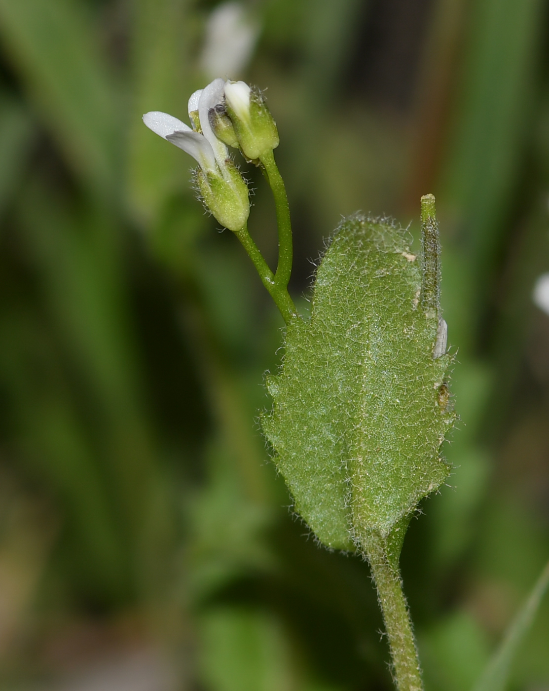 Изображение особи Arabis aucheri.