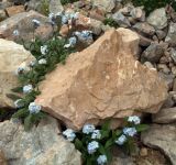 Myosotis alpestris