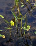 Sagittaria sagittifolia. Вегетирующее растение. Челябинская обл., Верхнеуфалейский гор. округ, подножие горы Аракуль, оз. Аракуль, в воде у берега. 02.08.2019.