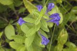 Scutellaria strigillosa