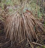 Carex cespitosa