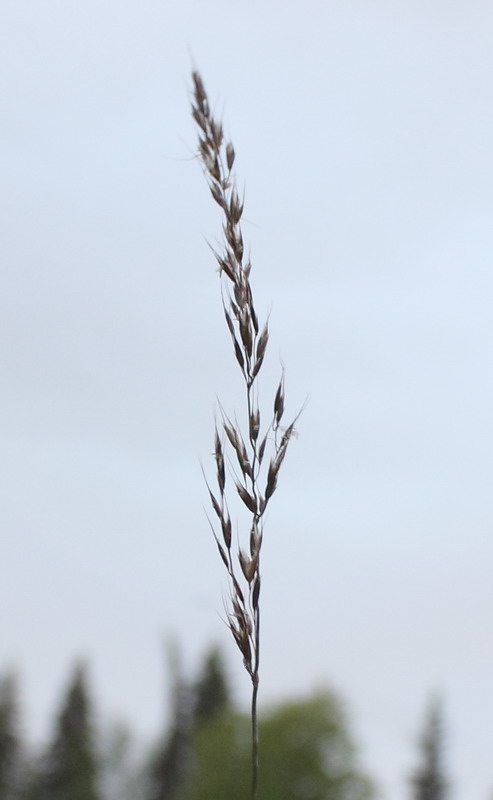 Изображение особи Trisetum sibiricum.