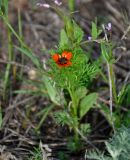 Adonis flammea